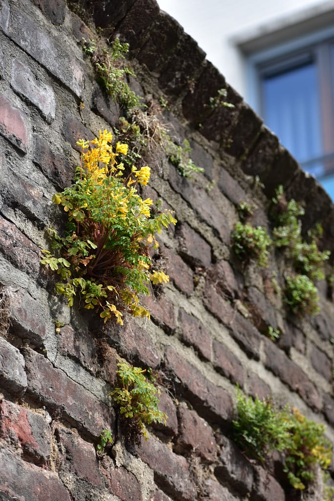 Natuur in de stad: muurbloempjes aan de oude muur van het Jesuitenklooster